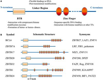 Frontiers | Regulation Of The Development And Function Of B Cells By ...